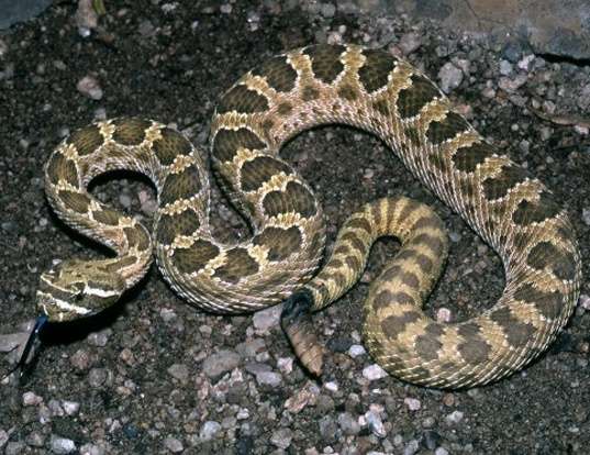 Picture of a prairie rattlesnake (Crotalus viridis)