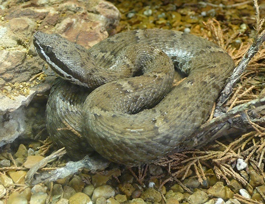Picture of a new mexican ridge-nosed rattlesnake (Crotalus willardi)