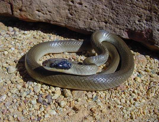 Picture of a herald snake (Crotaphopeltis hotamboeia)