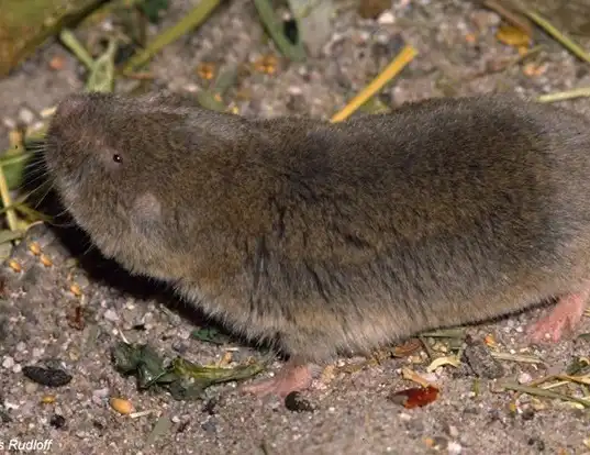 Picture of a african mole rat (Cryptomys hottentotus)