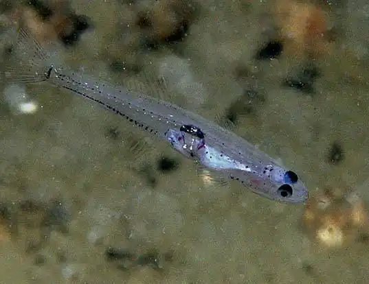 Picture of a crystal goby (Crystallogobius linearis)