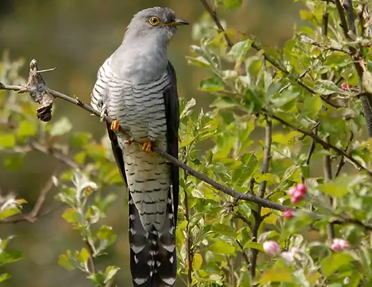 Picture of a cuckoo (Cuculus canorus)