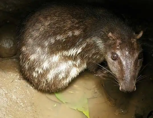 Picture of a spotted paca (Cuniculus paca)