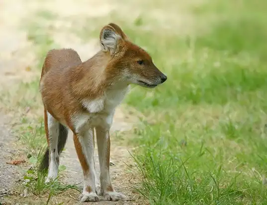 Picture of a dhole (Cuon alpinus)