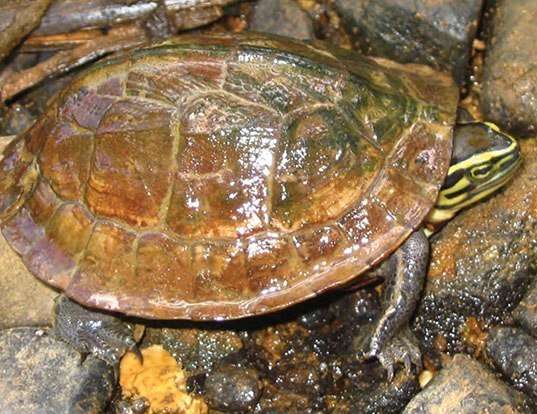 Picture of a southeast asian box turtle (Cuora amboinensis)