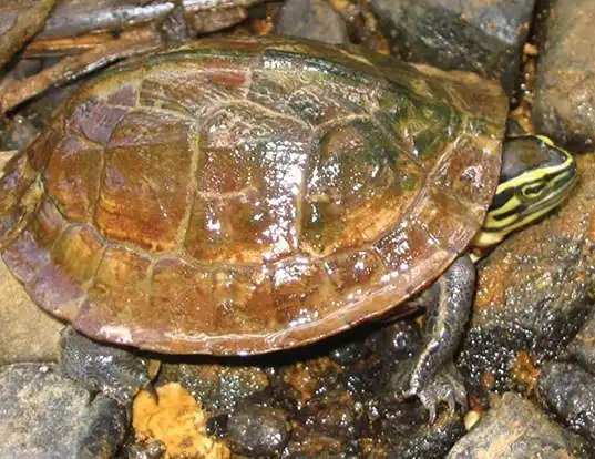 Picture of a southeast asian box turtle (Cuora amboinensis)