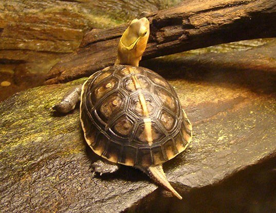 Picture of a yellow-margined box turtle (Cuora flavomarginata)