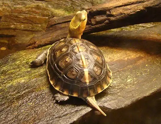 Picture of a yellow-margined box turtle (Cuora flavomarginata)