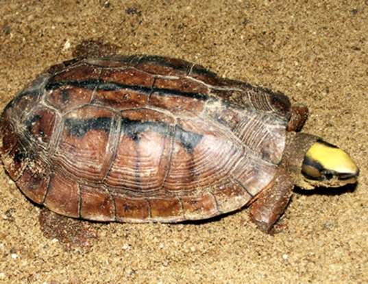 Picture of a chinese three-striped box turtle (Cuora trifasciata)