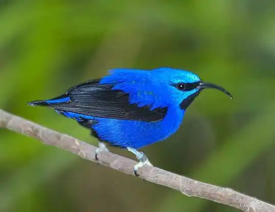 Picture of a purple honeycreeper (Cyanerpes caeruleus)