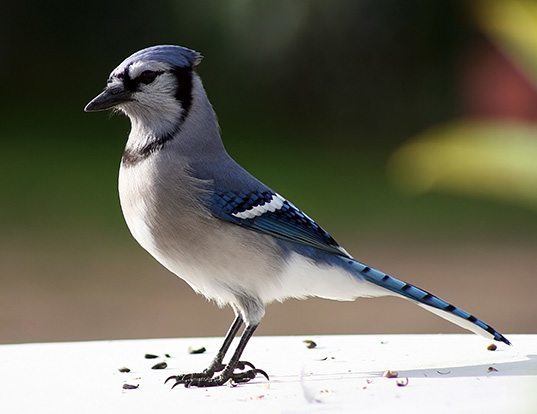 Picture of a blue jay (Cyanocitta cristata)