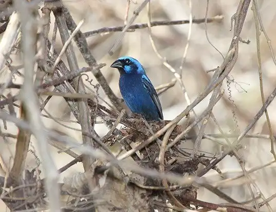 Picture of a blue bunting (Cyanocompsa parellina)