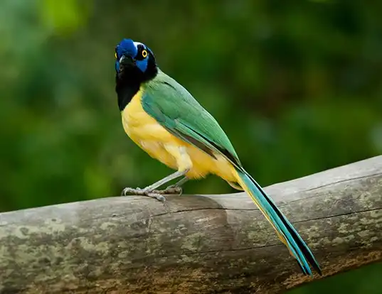 Picture of a green jay (Cyanocorax yncas)