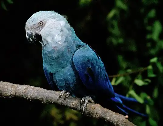 Picture of a spix's macaw (Cyanopsitta spixii)