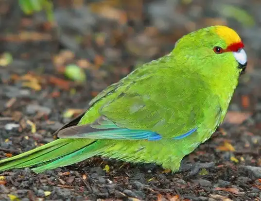 Picture of a yellow-fronted parakeet (Cyanoramphus auriceps)