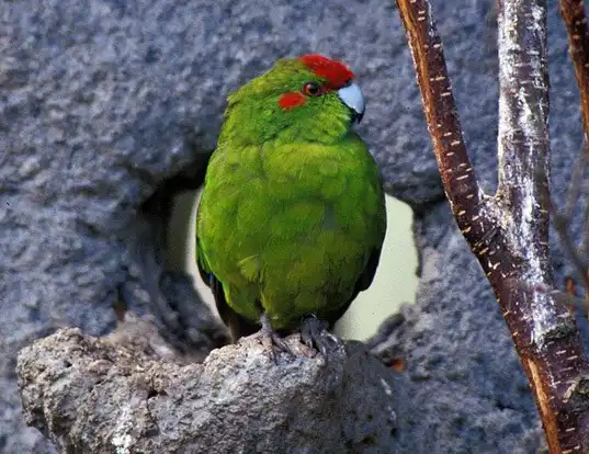 Picture of a red-fronted parakeet (Cyanoramphus novaezelandiae)