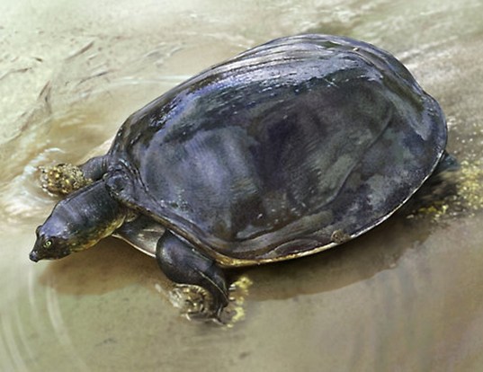 Picture of a senegal soft turtle (Cyclanorbis senegalensis)