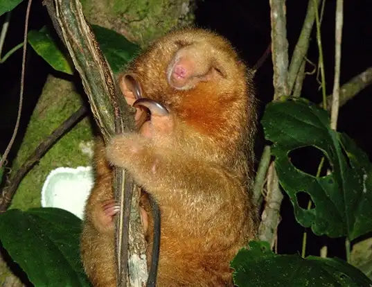 Picture of a silky anteater (Cyclopes didactylus)