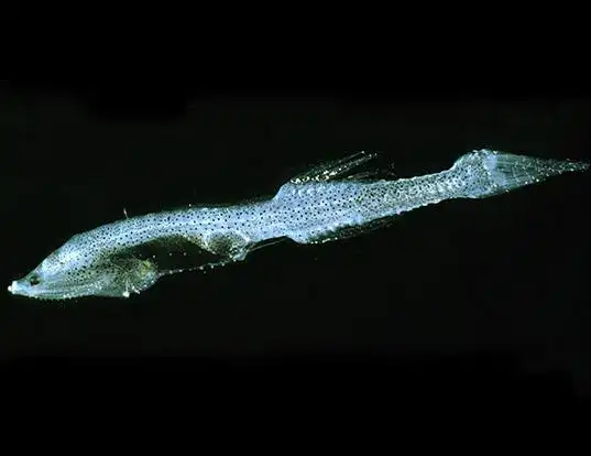 Picture of a brauer's bristlemouth (Cyclothone braueri)