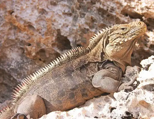 Picture of a clouded rock iguana (Cyclura nubila)