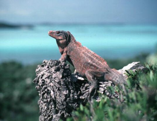 Picture of a acklins rock iguana (Cyclura rileyi nuchalis)