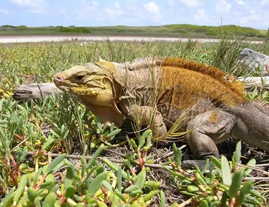 Picture of a central bahamian rock iguana (Cyclura rileyi)