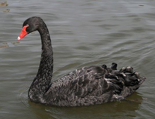 Picture of a black swan (Cygnus atratus)