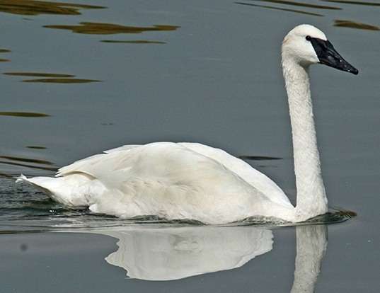 Picture of a trumpeter swan (Cygnus buccinator)