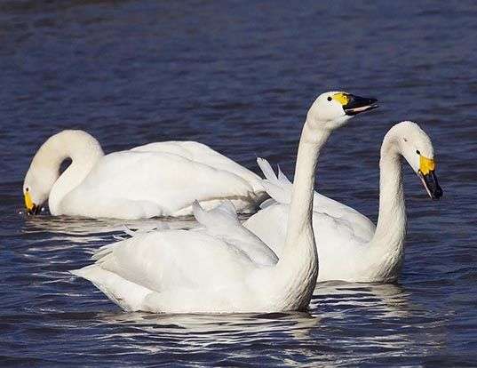 Picture of a tundra swan (Cygnus columbianus)