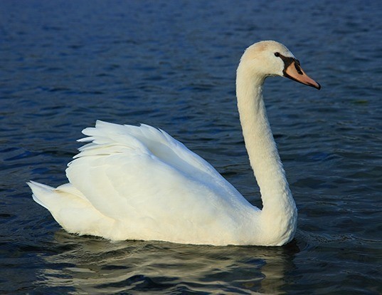 Picture of a mute swan (Cygnus olor)