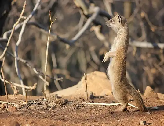 Picture of a yellow mongoose (Cynictis penicillata)