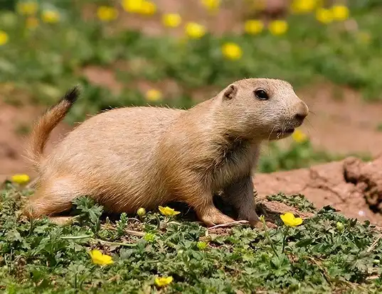 Picture of a arizona black-tailed prairie dog (Cynomys ludovicianus)