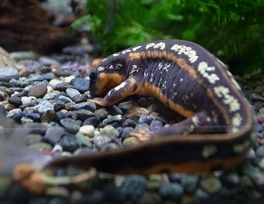 Picture of a sword-tailed newt (Cynops ensicauda)