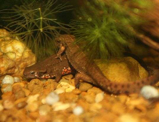 Picture of a japanese fire-bellied newt (Cynops pyrrhogaster)