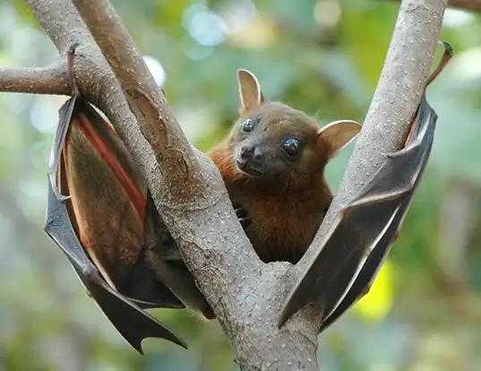 Picture of a lesser short-nosed fruit bat (Cynopterus brachyotis)