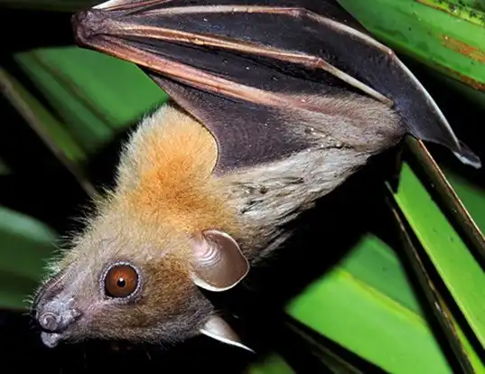 Picture of a greater short-nosed fruit bat (Cynopterus sphinx)