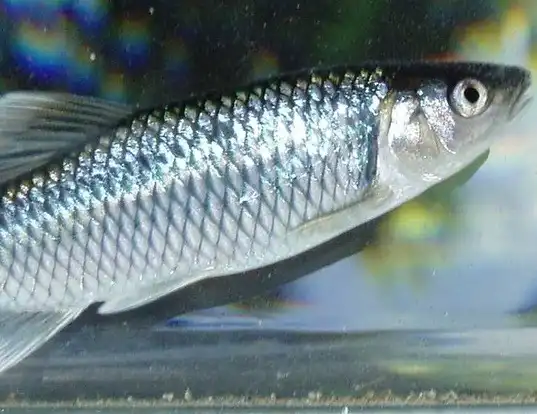 Picture of a satinfin shiner (Cyprinella analostana)