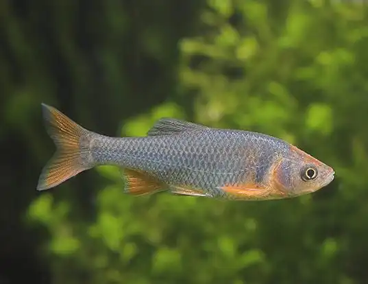 Picture of a red shiner (Cyprinella lutrensis)