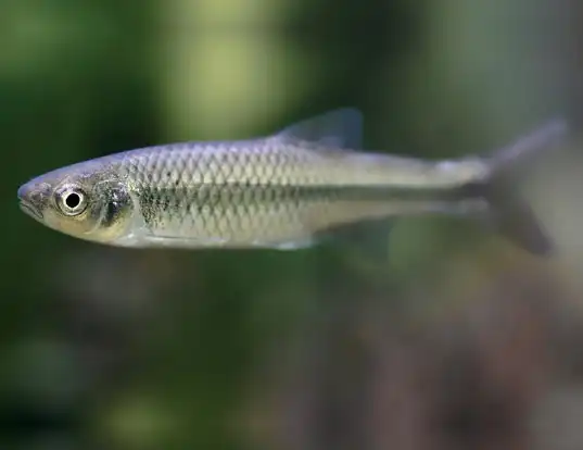 Picture of a spotfin shiner (Cyprinella spiloptera)