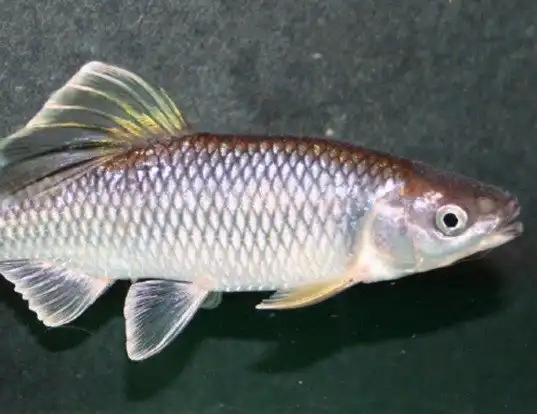 Picture of a steelcolor shiner (Cyprinella whipplei)