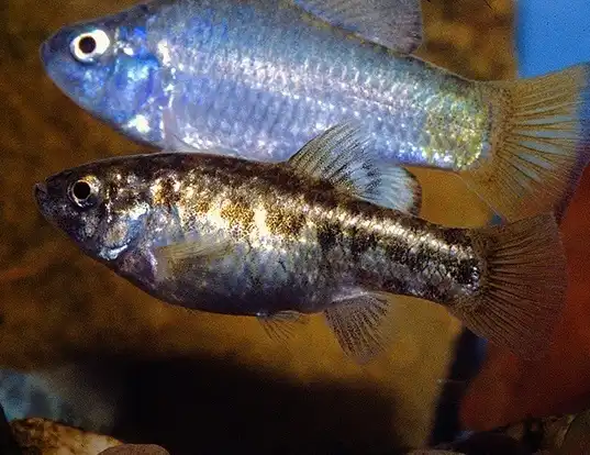 Picture of a desert pupfish (Cyprinodon macularius)