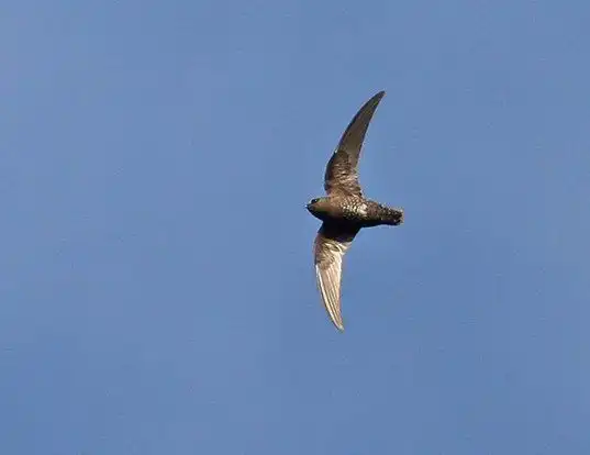 Picture of a black swift (Cypseloides niger)