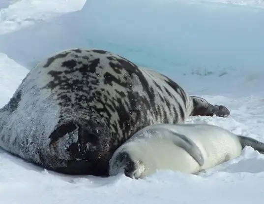 Picture of a hooded seal (Cystophora cristata)