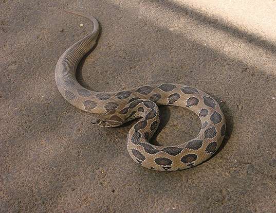 Picture of a eastern russell's viper (Daboia russelii)