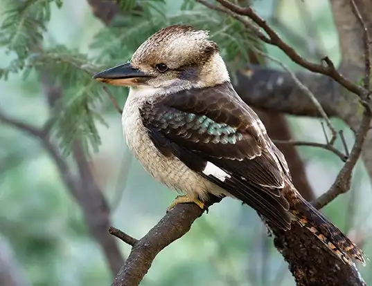 Picture of a laughing kookaburra (Dacelo novaeguineae)