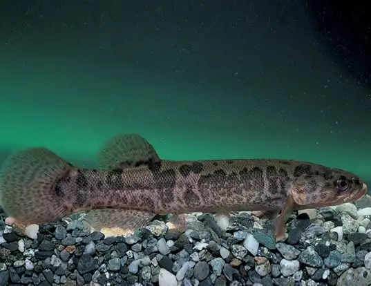 Picture of a alaska blackfish (Dallia pectoralis)