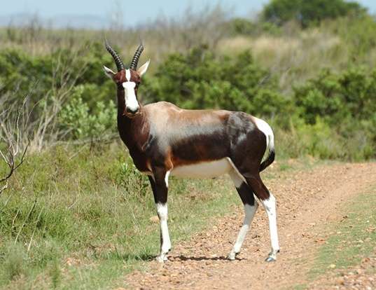 Picture of a bontebok (Damaliscus dorcas dorcas)
