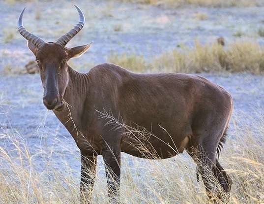 Picture of a topi (Damaliscus lunatus)