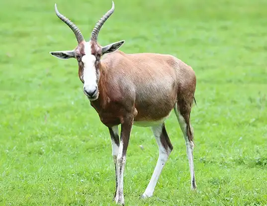 Picture of a sassaby or blesbok (Damaliscus pygargus)