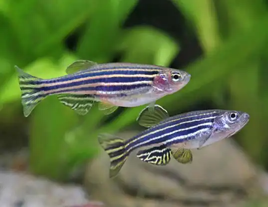 Picture of a zebra danio or zebrafish (Danio rerio)